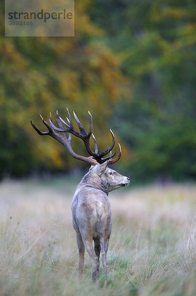 Rothirsch (Cervus elaphus)  Brunfthirsch  weiße Morphe  Jägersborg  Dänemark  Skandinavien  Europa