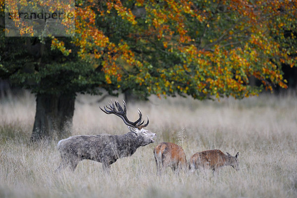 Rothirsch (Cervus elaphus)  Brunfthirsch mit Kahlwild  röhrend  weiße Morphe  Jägersborg  Dänemark  Skandinavien  Europa