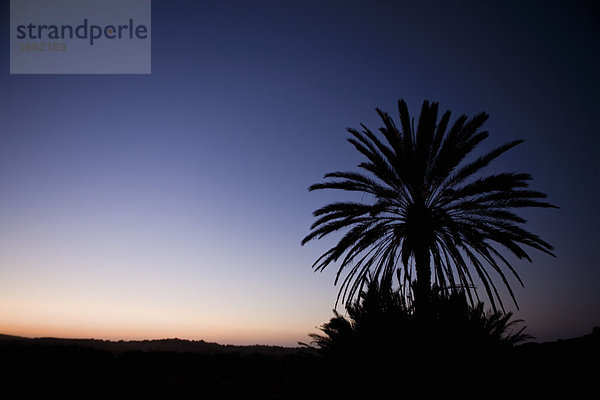 Palme bei Sonnenuntergang  Souss-Massa Nationalpark  Marokko
