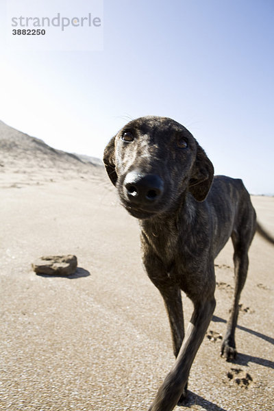 Hundewandern am Strand  Souss-Massa Nationalpark  Marokko
