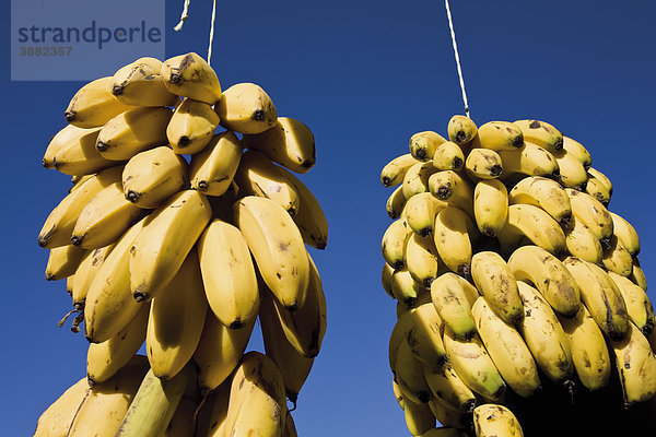 Marokko  Bananensträuße  die auf dem Markt hängen