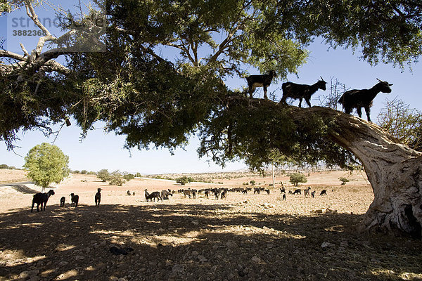 Marokko  Essaouira  Ziegen in Arganbäumen (Argania spinosa)