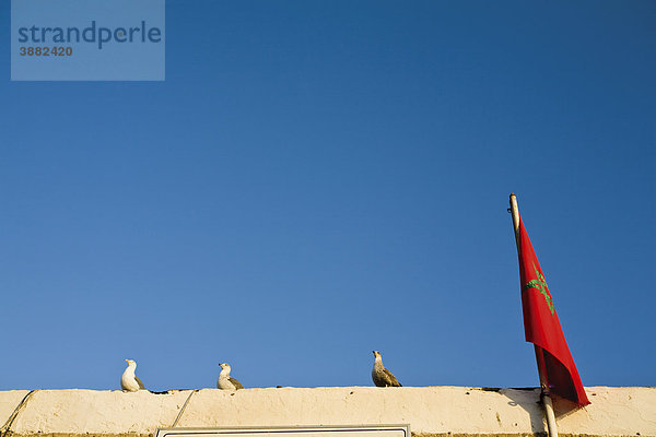 Möwen auf dem Dach des Gebäudes neben der marokkanischen Flagge