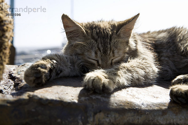 Katze schläft am Rande eines Fischerbootes