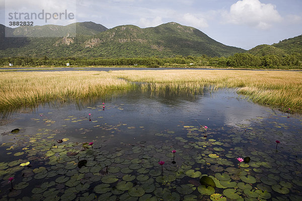 Seerosen auf der Oberfläche eines Sees  Con Son Island  Vietnam
