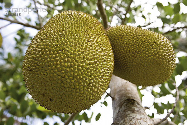 Jackfrucht auf Baum