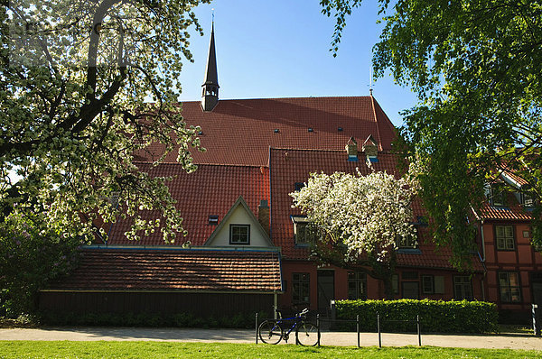 Kloster zum Heiligen Kreuz  blühender Apfelbaum  Altstadt  Hansestadt Rostock  Mecklenburg-Vorpommern  Deutschland  Europa