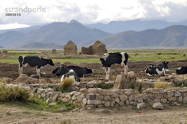 Milchkuhhaltung  Kühe  Bolivianisches Hochland Altiplano  Departamento Oruro  Bolivien  Südamerika