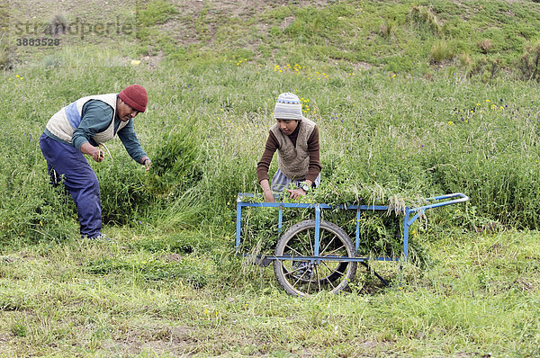 Ernte von Alfalfa oder Schneckenklee (Medicago sativa)  Viehfutter  Vater und Sohn  Bolivianisches Hochland Altiplano  Departamento Oruro  Bolivien  Südamerika