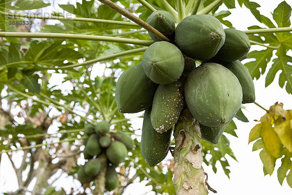 Papayas auf Papayabaum (Carica papaya)  Mekong Delta Region  Vietnam