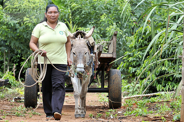 Bäuerin fährt ihre Produkte mit einem Eselskarren auf den Markt  Gemeinde Santa Anita de la Frontera  Chiquitania  Departamento Santa Cruz  Bolivien  Südamerika