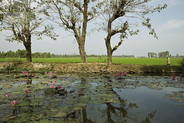 Teich mit Seerosen  nahe der Stadt Chau Doc  Provinz An Giang  Mekong Delta Region  Vietnam