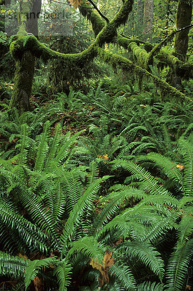Gemäßigter Regenwald  Bäume mit Farnen und Moos bedeckt  Hoh Rainforest Regenwald  Olympic National Park  Washington State  USA