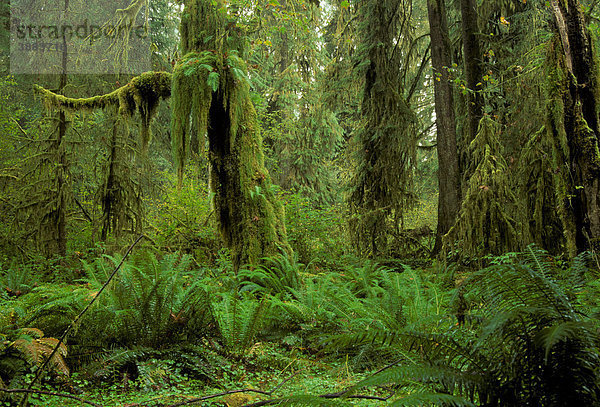 Hoh Rainforest Regenwald  Olympic National Park  Washington State  USA