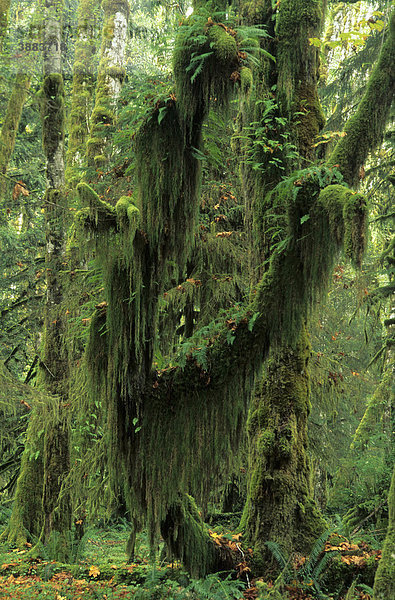 Gemäßigter Regenwald  Bäume mit Moos bedeckt  Quinault Rainforest Regenwald  Olympic National Park  Washington State  USA