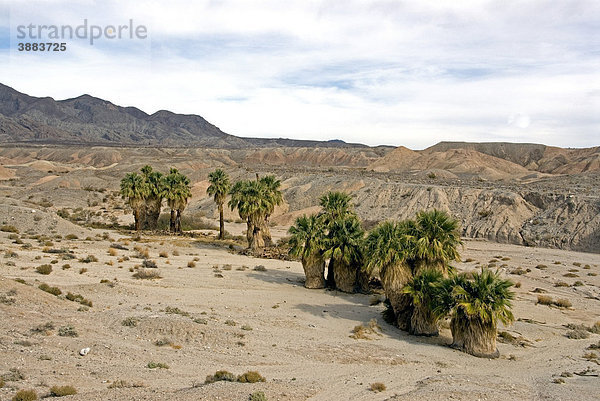 Petticoat-Palmen  Priesterpalme oder Washingtonie (Washingtonia filifera)  Oase  Anza Borrego Desert State Park  Kalifornien  USA