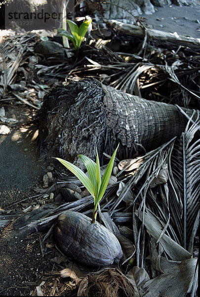 Kokospalme (Cocos nucifera) sprießt am Strand  Corcovado Nationalpark  Costa Rica