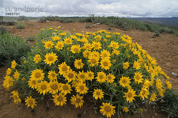 Mule Ears Astern (Wyethia scabra) in Blüte  Arches National Park  Utah  USA