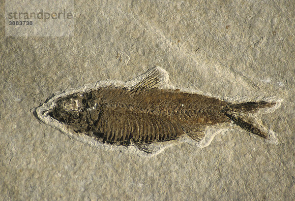 Ausgestorbener Fische (Knightia sp.)  25 Millionen Jahre alt  aus Wyoming  USA
