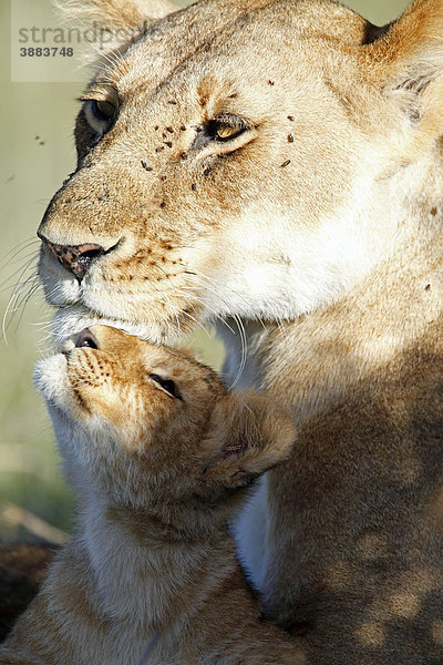 Löwe (Panthera leo)  Mutter mit Jungtier