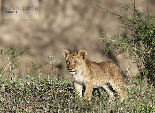 Löwe (Panthera leo)  Jungtier