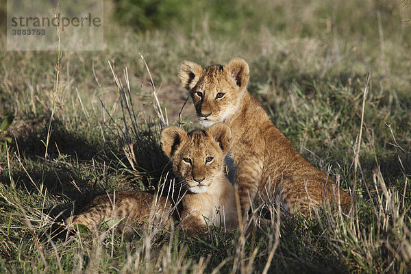 Löwe (Panthera leo)  Jungtiere