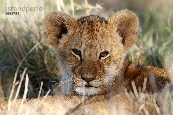 Löwe (Panthera leo)  Jungtier