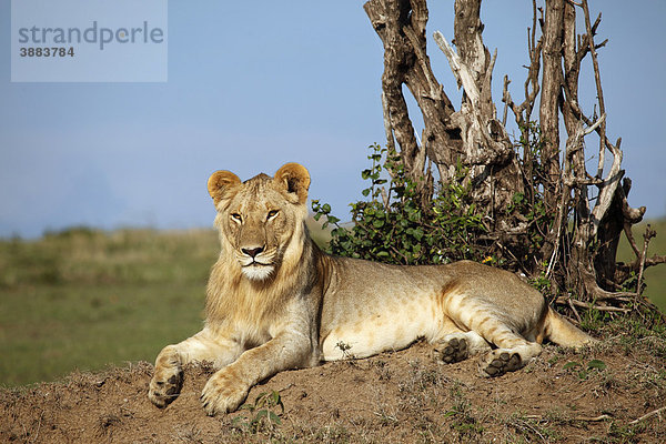 Löwen (Panthera leo)  Männchen
