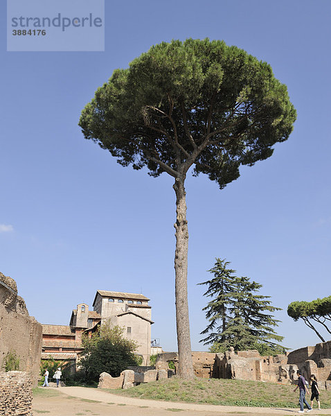 Pinie zwischen Ruinen auf dem Palatin  Rom  Latium  Italien  Europa