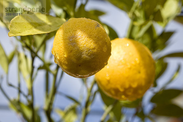 Orangen  die auf einem Baum wachsen