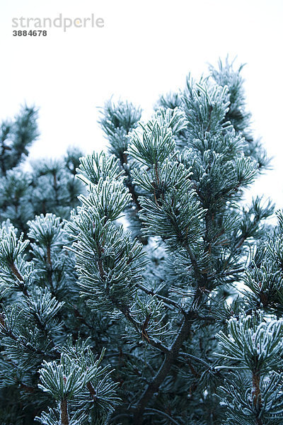 Kiefernzweige mit Frost bedeckt