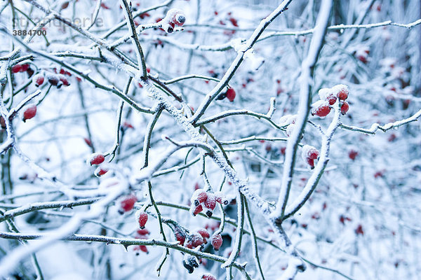 Schneebedeckte Äste