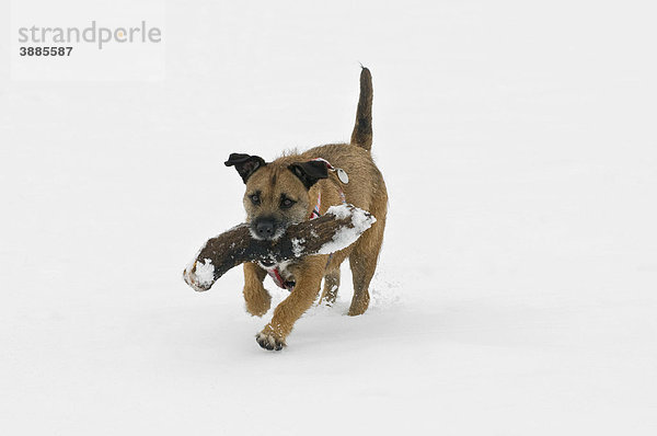 Brauner Terriermischling mit riesigem Apportierstock rennt im Schnee  Frontalaufnahme