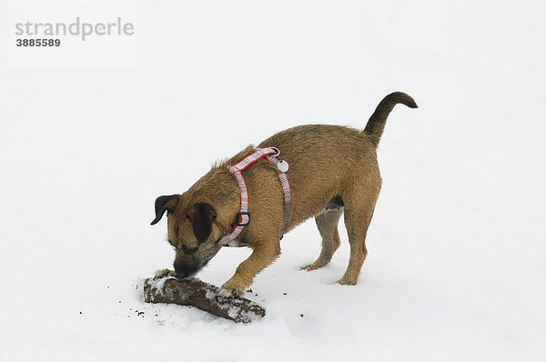 Brauner Terriermischling gräbt  beißt und kratzt sein großes Apportierholz im Schnee