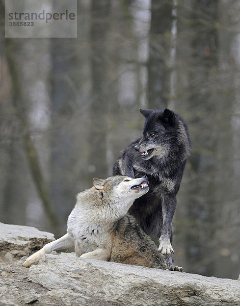 Zurechtweisung eines rangniederen durch ranghöheren Wolf  Kampf  Mackenzie-Wolf  Kanadischer Wolf  Timberwolf (Canis lupus occidentalis)
