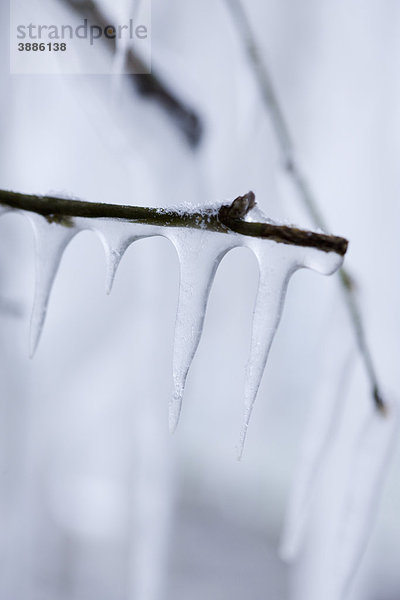 Mit Eis bedeckte Zweige