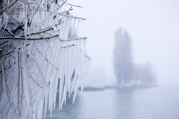 Mit Eiszapfen bedeckte Äste