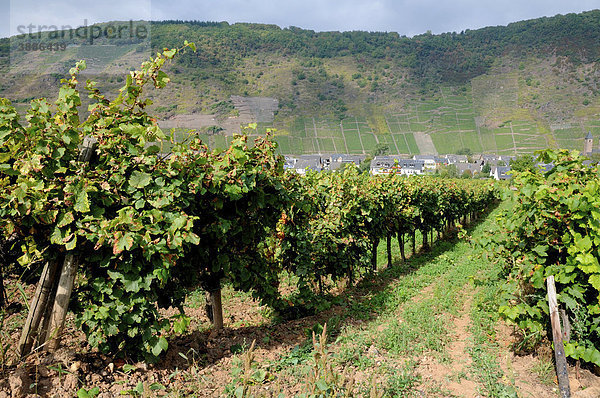 Weinberg im Moseltal  Rheinland-Pfalz  Deutschland  Europa