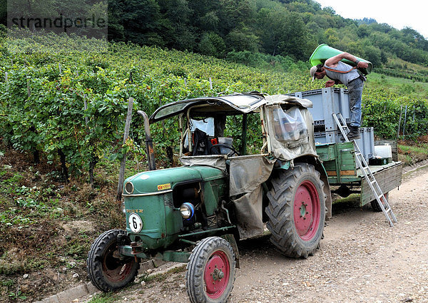 Ein Mann lädt Trauben auf einen Traktor in einem Weinberg im Moseltal  Rheinland-Pfalz  Deutschland  Europa