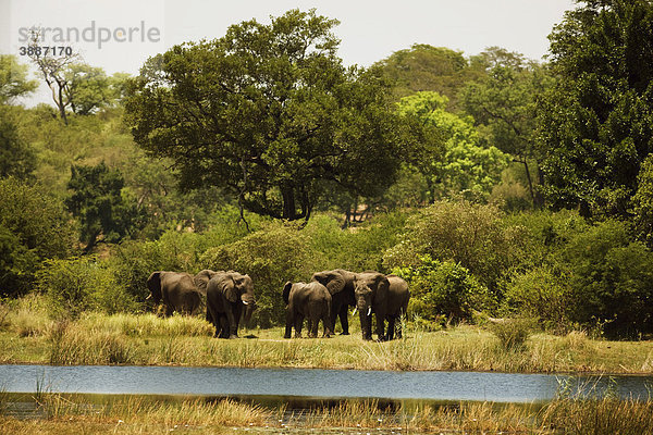Elefanten (Loxodonta africana)  Bwabwata Nationalpark  Namibia  Afrika