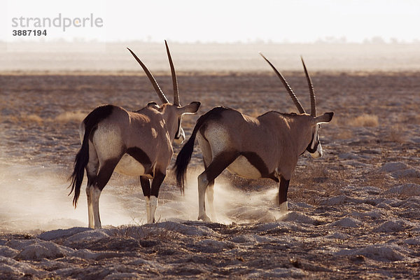 Gemsböcke  Oryx-Antilopen (Oryx gazella)  Etosha Nationalpark  Namibia  Afrika