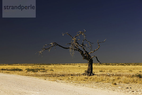 Abgestorbener Baum  Etosha Nationalpark  Namibia  Afrika