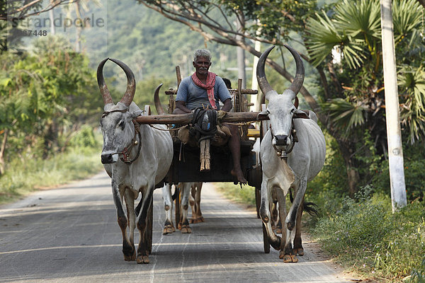 Mann auf Ochsenkarren  Courtallam  Western Ghats  Tamil Nadu  Tamilnadu  Südindien  Indien  Asien