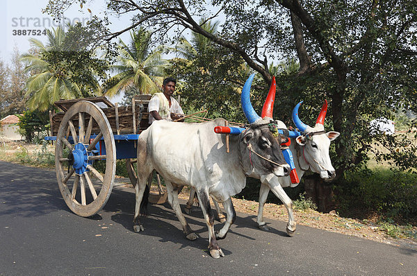 Ochsenkarren  Ochsen mit bunten Hörnern  Tamil Nadu  Tamilnadu  Südindien  Indien  Südasien  Asien