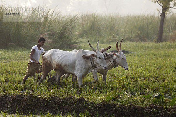 Ochsenpflug im Reisfeld  Pandavapura  Karnataka  Südindien  Indien  Südasien  Asien