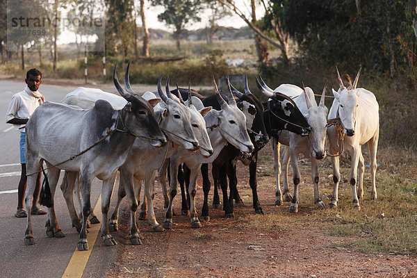Ochsen-Gruppe steht am Straßenrand  Karnataka  Südindien  Indien  Südasien  Asien