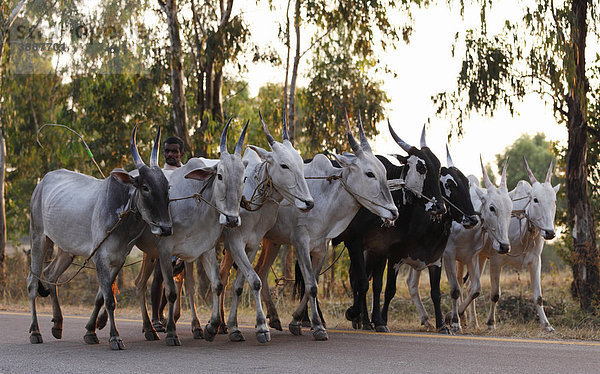 Ochsen-Gruppe läuft auf Straße  Karnataka  Südindien  Indien  Südasien  Asien