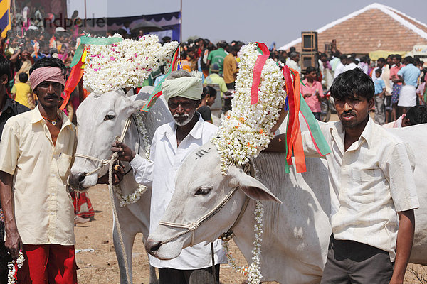 Geschmückte Zebu-Rinder  Viehmarkt südlich von Hunsur  Karnataka  Südindien  Indien  Südasien  Asien
