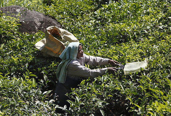 Teepflückerin  Teeplantagen  Hochland um Munnar  Western Ghats  Kerala  Südindien  Indien  Südasien  Asien