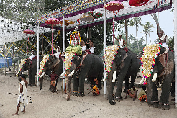 Hindu-Tempelfest mit Elefanten  Sri Mahadeva Tempel in Pattanakkad  Kerala  Südindien  Indien  Südasien  Asien